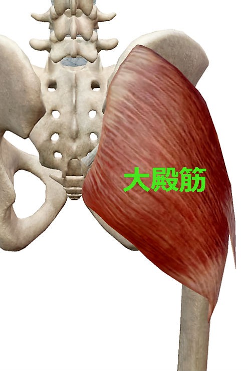 慢性腰痛の黒幕１、大殿筋