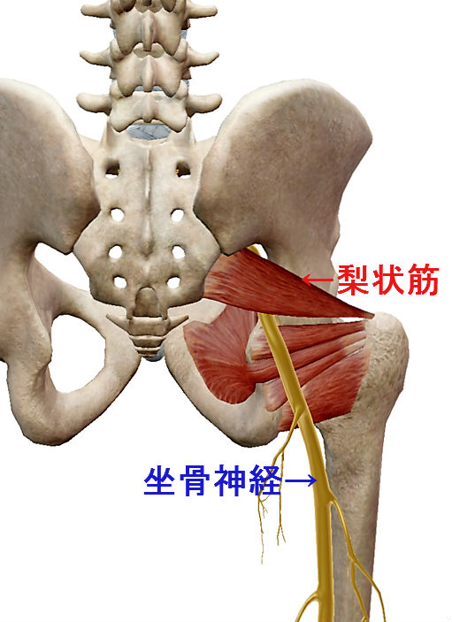 梨状筋と坐骨神経