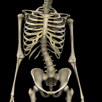慢性腰痛の黒幕3、頚部の筋肉