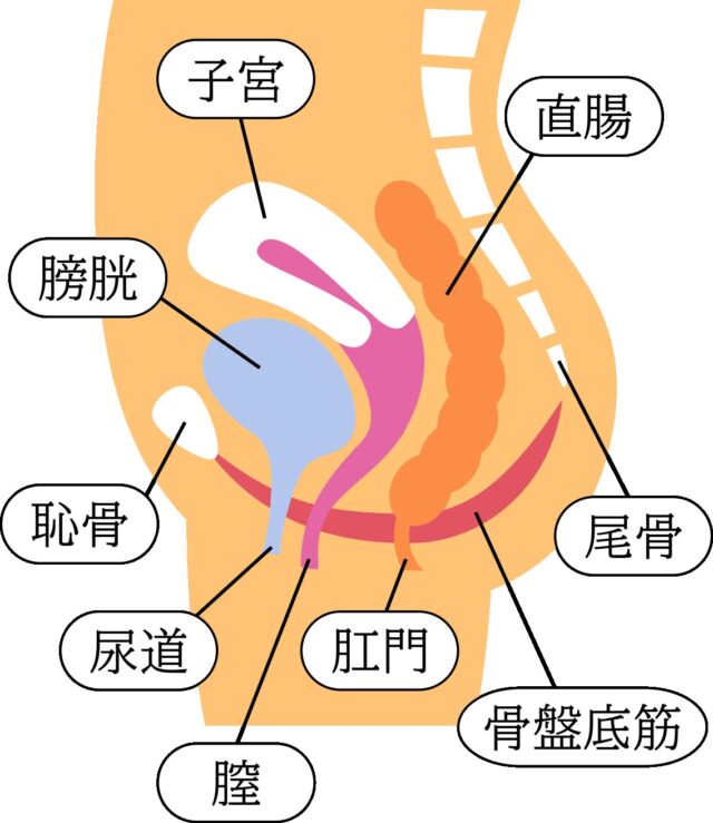 骨盤底筋