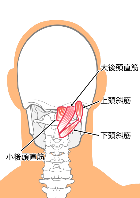 後頭下筋