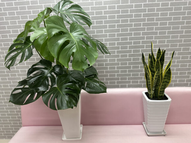 モンステラ君とサンスペリアちゃん