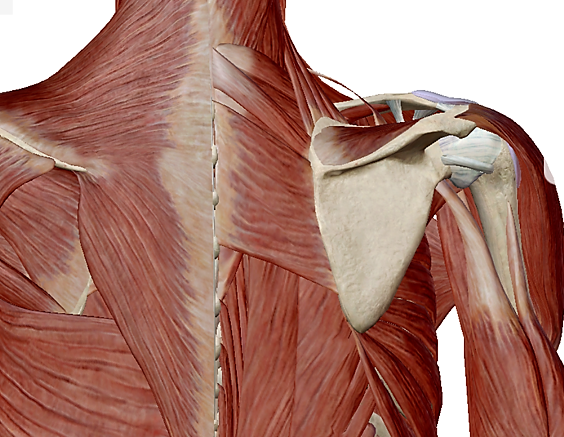 重要ポイント②　肩甲骨