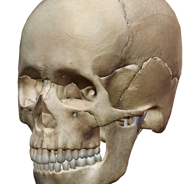 重要ポイント③　頭蓋骨