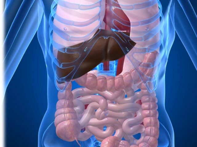 重要ポイント⑤　内臓